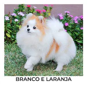 lulu da pomerania branco e laranja