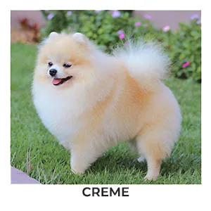 lulu da pomerania creme