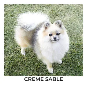 lulu da pomerania creme sable