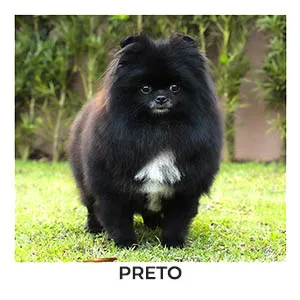 lulu da pomerania preto