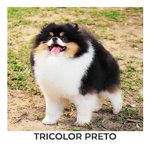 lulu da pomerania tricolor preto