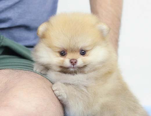 canil lulu da pomerania beaver