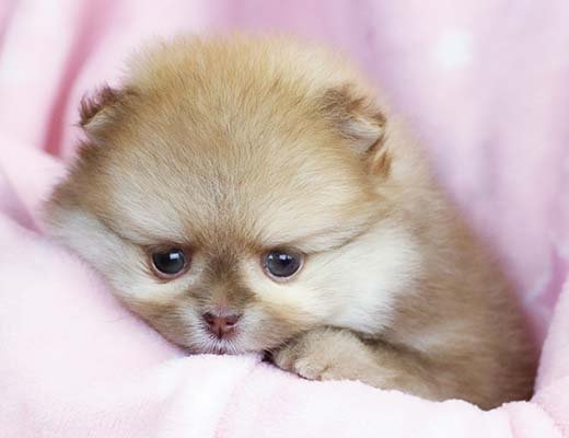 lulu da pomerania beaver