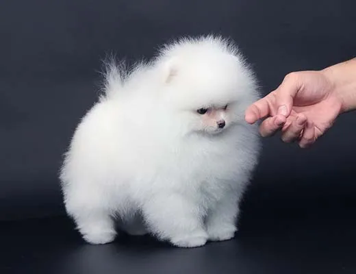lulu da pomerania branco