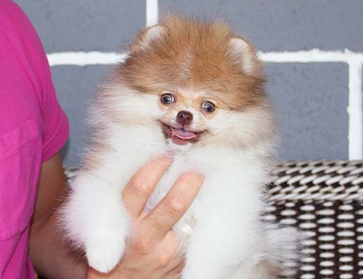 lulu da pomerania particolor chocolate