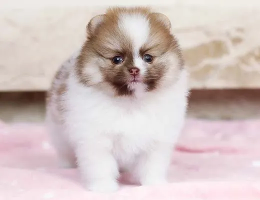 Lulu da Pomerânia temperamento