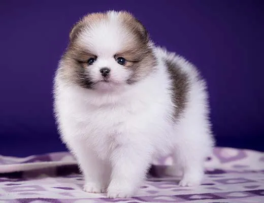 canil lulu da pomerania branco e laranja