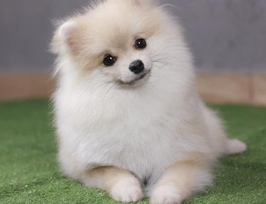 filhote de lulu da pomerania creme