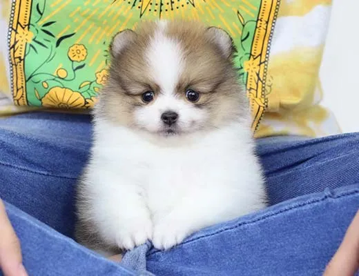 filhote de lulu da pomerania particolor