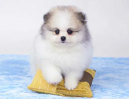lulu da pomerania particolor branco e laranja