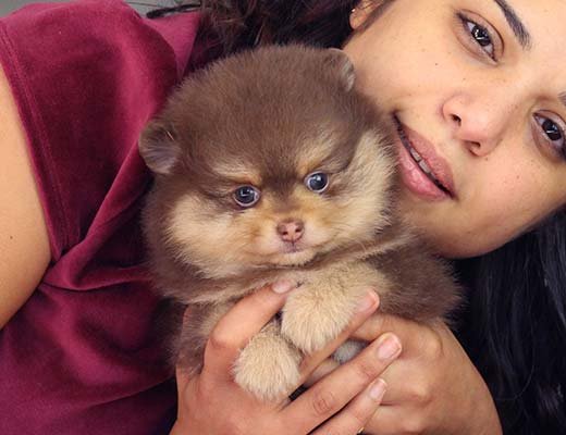 canil de lulu da pomerania chocolate