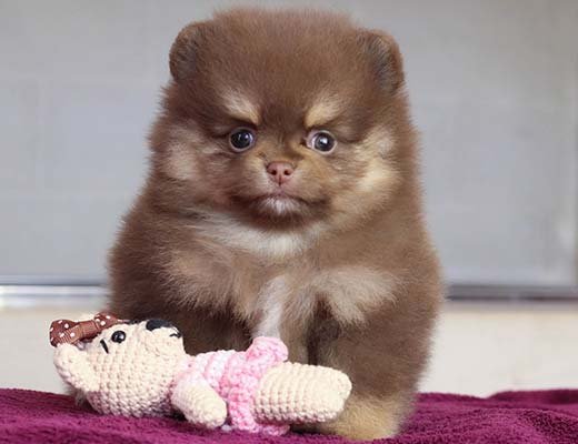 filhote lulu da pomerania chocolate