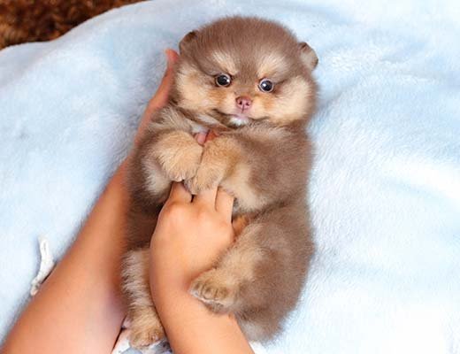 canil lulu da pomerania chocotan