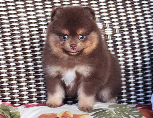 lulu da pomerania chocotan