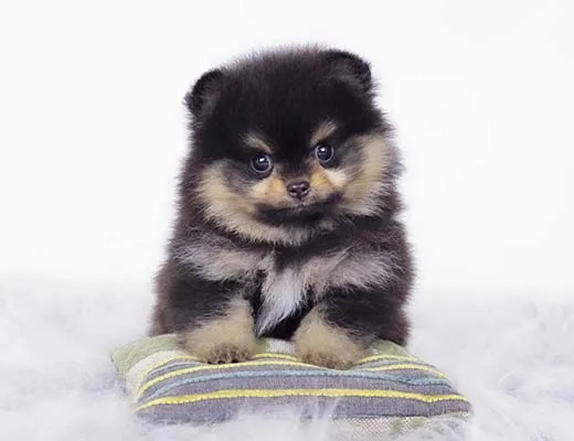 canil de lulu da pomerania black and tan