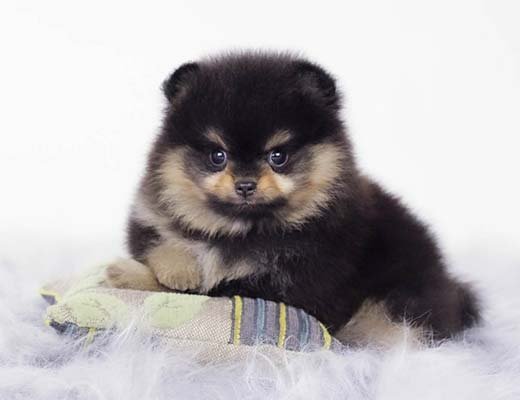 lulu da pomerania black and tan