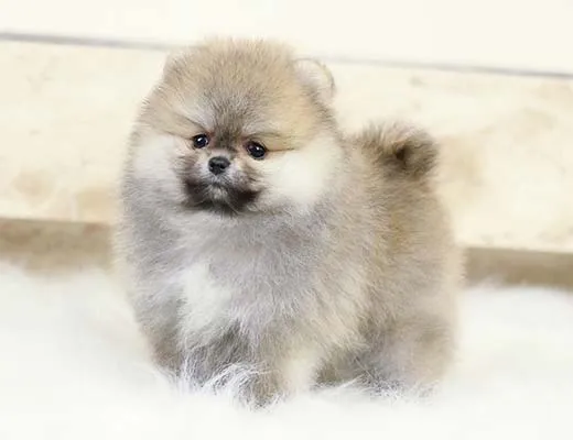 Pelagem do Lulu da Pomerânia