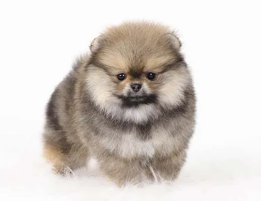 filhote de lulu da pomerania laranja