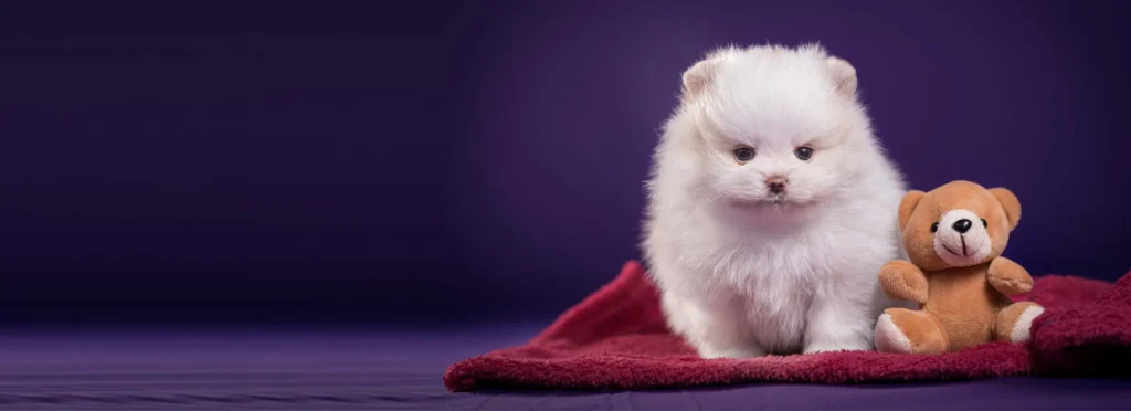 filhotes de lulu da pomerania