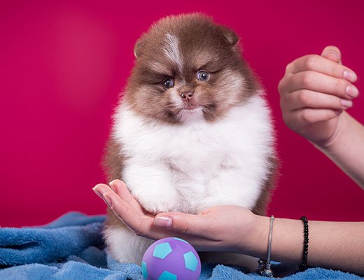 lulu da pomerania tricolor chocolate