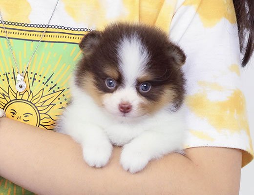 lulu da pomerania tricolor chocolate