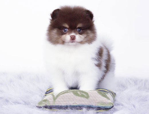 lulu da pomerania tricolor chocolate