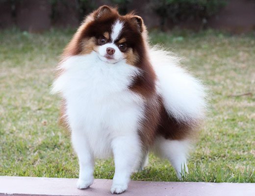 lulu da pomerania tricolor chocolate