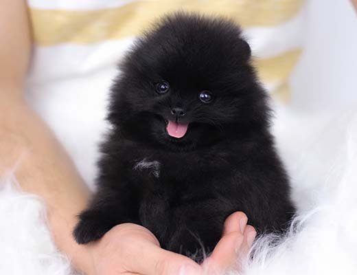 lulu da pomerania preto