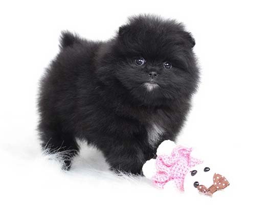 lulu da pomerania preto