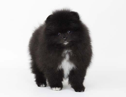 lulu da pomerania preto