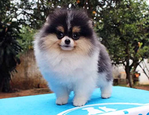 lulu da pomerania tricolor preto