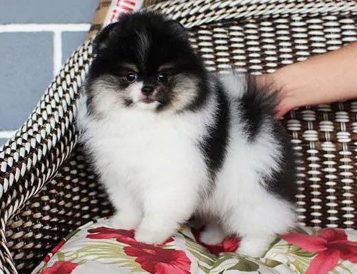 filhote de lulu da pomerania tricolor preto