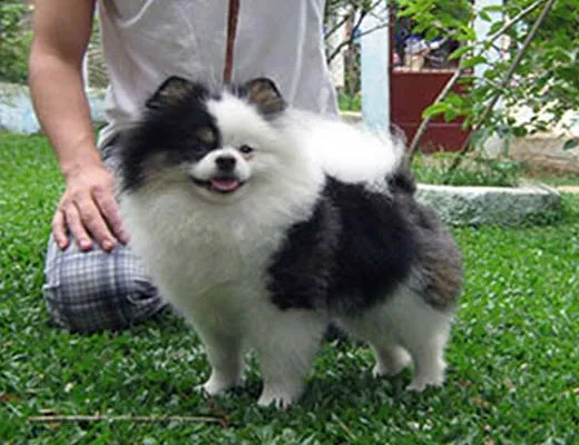 canil de lulu da pomerania tricolor preto