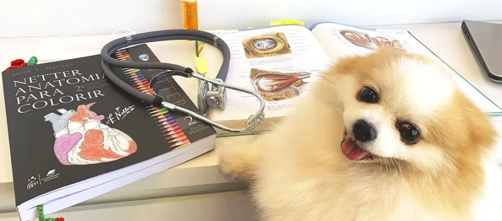 quanto tempo vive um lulu da pomerania